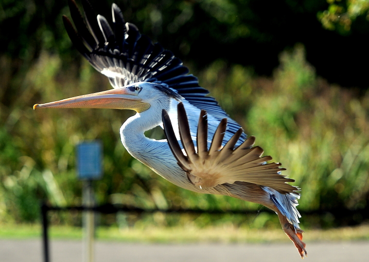 WWT SLIMBRIDGE CELEBRATING 75TH YEAR THURSDAY 16TH SEPTEMBER 2021 19.JPG